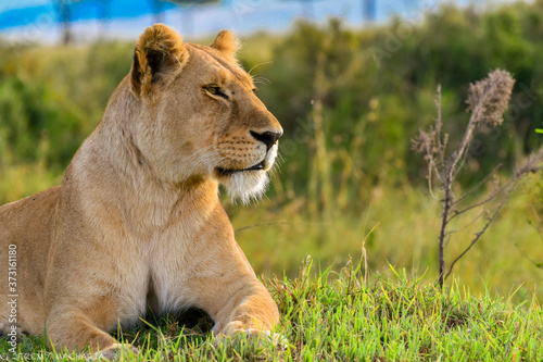 a bold lioness relaxing