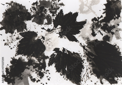 Photogram, an experimental piece of art where an image is made by painting with chemicals on light-sensitive paper. Floral motif. Contains grain and dust.