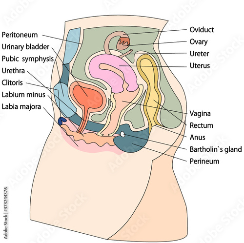 女性生殖器イラスト3英語説明付き