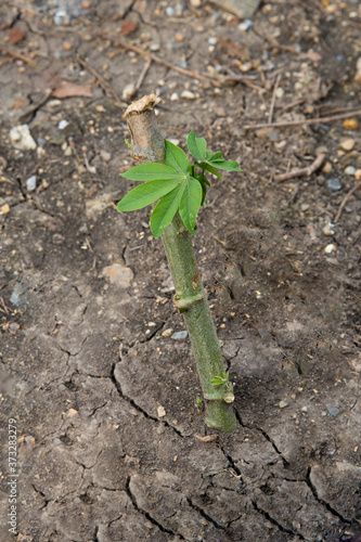 Planting Cassava Cassava Trees and Cassava Plots Manihot esculenta