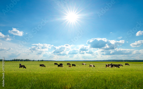 Bright summer field, blue sky and cows