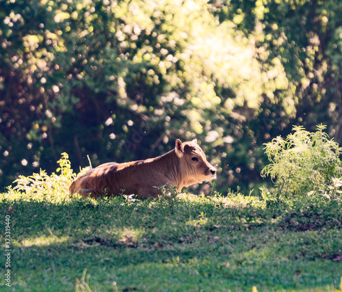 vitello marrone al riposo tra gli alberi della mola di formello