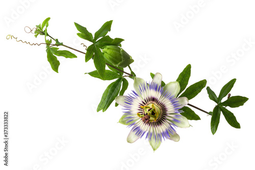 Passiflora (passionflower) with bud isolated on white background. Big beautiful flower. A branch of creepers with a bud.