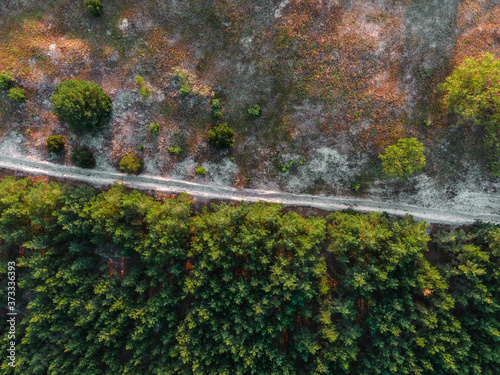 pine forest with sand road aerial shot. top view of green trees from drone. Curonian spit