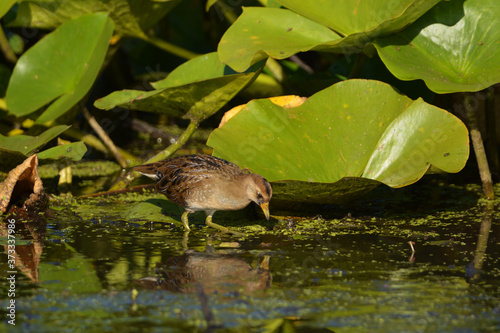 Sora bird walking through wetlands