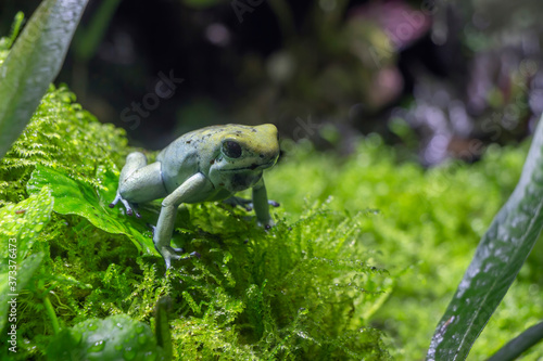 mint green poison dart frog sitting on moss.
