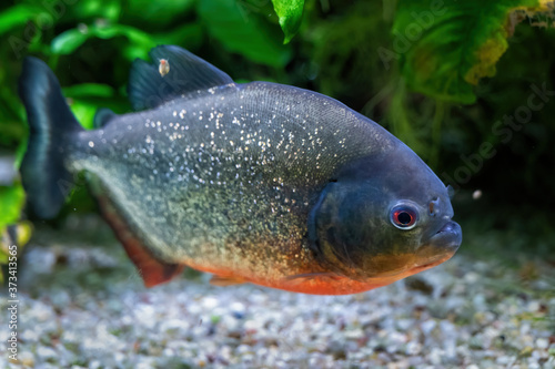 Red-bellied piranha (Pygocentrus nattereri) freshwater fish, family: Serrasalmidae, region: South America