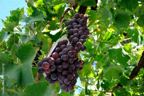 Indigenous red Mavro grape on the island of Cyprus