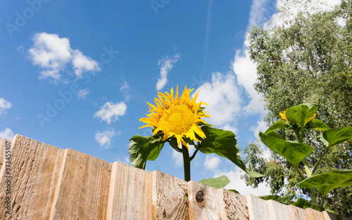 Bright yellow sunflower peeking above a wooden fence against a deep blue sky filled with fluffy white clouds