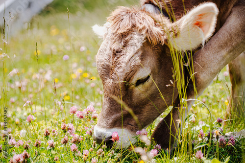 cow eating grass, herbs and clover on a alpine pasture