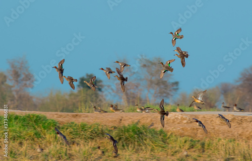 The Eurasian teal, common teal, or Eurasian green-winged teal is a common and widespread duck which breeds in temperate Eurosiberia and migrates south in winter.