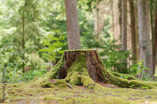  View of old tree stump covered with moss with blurred forest background