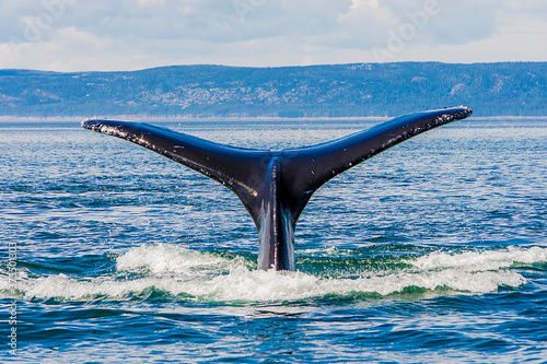 whale in the saint laurent