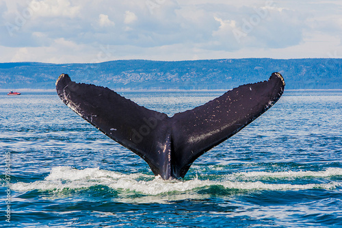 whale in the saint laurent