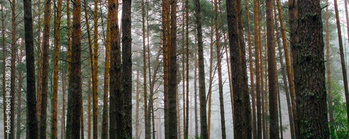 Summer landscape. Background of pine tree trunks in the fog. Panoramic frame