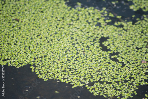 A close up on a duckweed