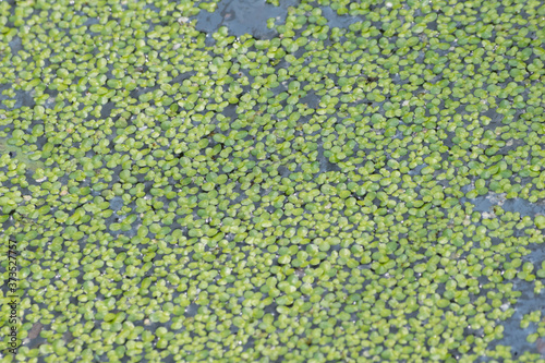 A close up on a duckweed