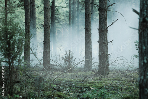 mysterious forest in the fog