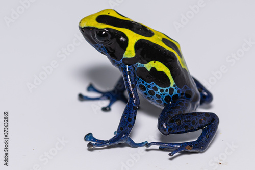 Färberfrosch (Dendrobates tinctorius) blau, gelb, nahaufnahme