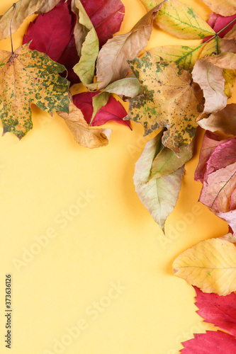 autumn composition of dry colorful leaves and space for text