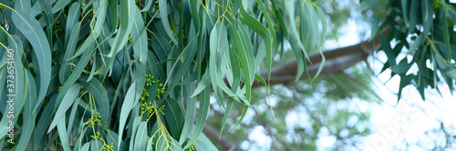 eucalyptus leaves. branch eucalyptus tree nature outdoor background. banner