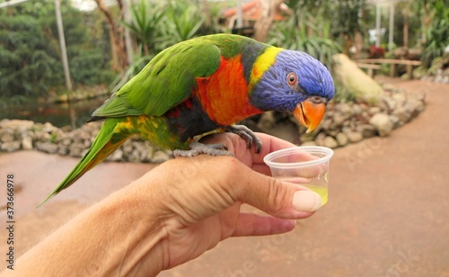 A Rainbow Lorikeet (Trichoglossus Moluccanus) sitting on human hand eating nectar from a cup