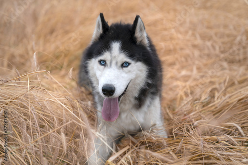 Syberian husky leżący w zbożu