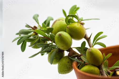 close-up of the fruit of the argan tree, its oil used in cosmetics, pharmacy and medicine