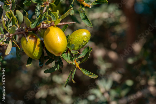 close-up of the fruit of the argan tree, its oil used in cosmetics, pharmacy and medicine