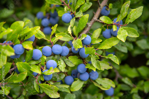 Prunus spinosa