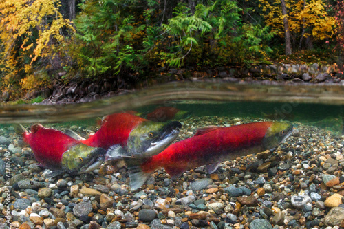 Canada, British Columbia, Adams River. Sockeye salmon split shot.