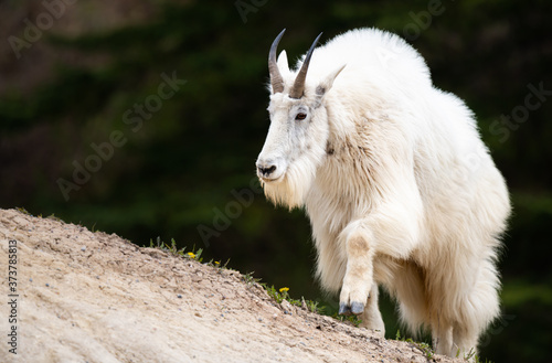 Mountain goats in the spring