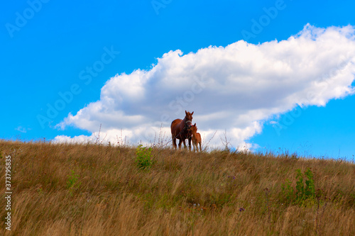 Mare and foal on the hill . Horses standing on the hilltop
