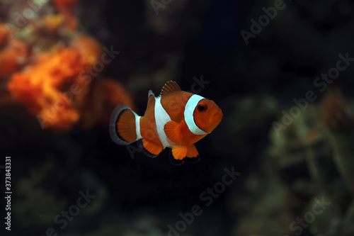 beautiful anemone fish on the coral reef, indonesia underwater marine fish