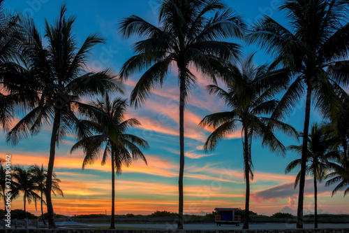 South beach with palm trees silhouette at spectacular pink sunrise in Miami Beach, Florida. 