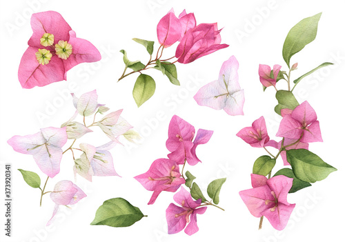 A pink bougainvillaea set hand painted in watercolor isolated on a white background. Watercolor floral illustration. Watercolor bougainvillea set.