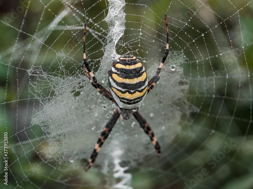 Argiope (Argiope bruennichi) / Black and yellow spider (argiope) on his web