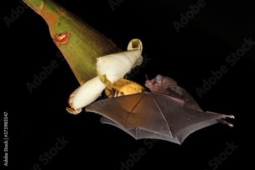 Long-tongued bat sucks nectar balsa blossom black background