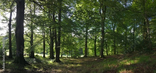 Panoramic of Irish native woodland, primary forest. Early autumn, sun setting