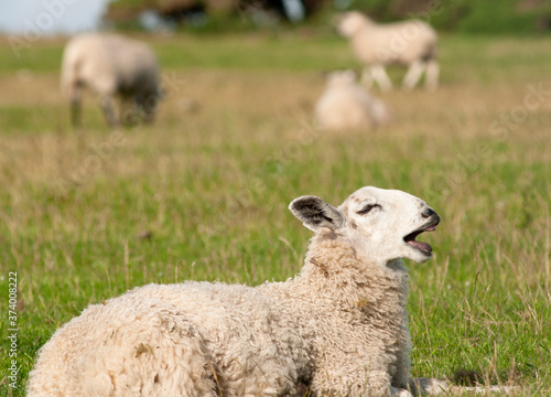 Funny sheep bleating in a field in Northumberland, England