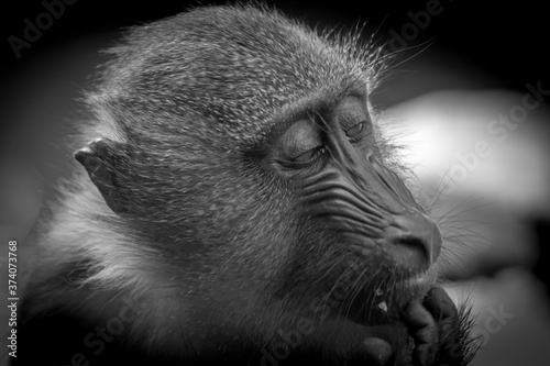 Isolated close up portrait of a baboon monkey- Israel