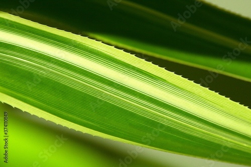 fragment zielonego liścia w paski doniczkowej palmy z kolcami
