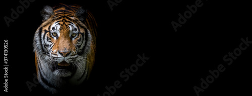 Template of a tiger with a black background