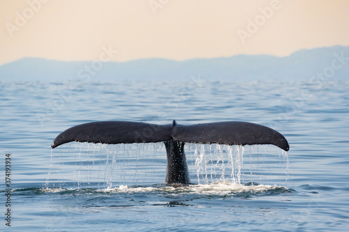 Humpback whale BCX1193 "Zig Zag" raises her tail out of the water as she goes in for a deep dive off the coast of Vancouver, British Columbia.