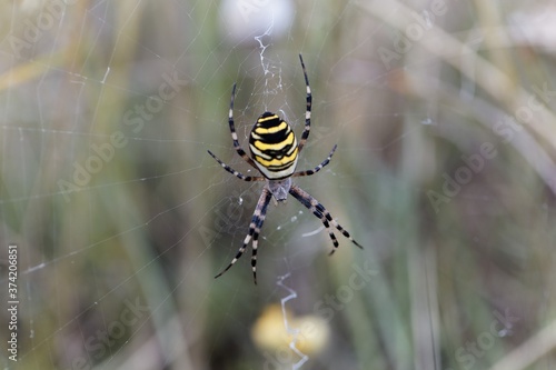 Female wasp spider, Argiope bruennichi, on the net.