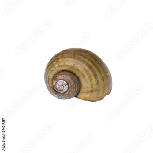 Snail shells isolated on a white background