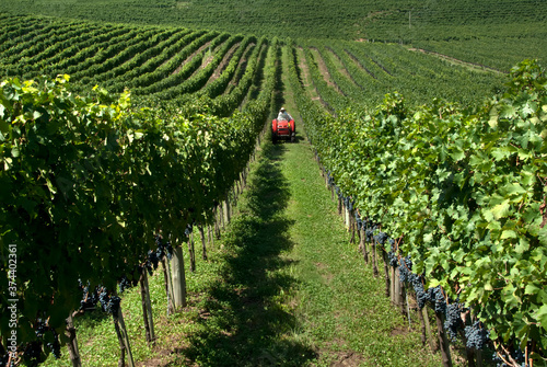 Plantação de uvas para vinho