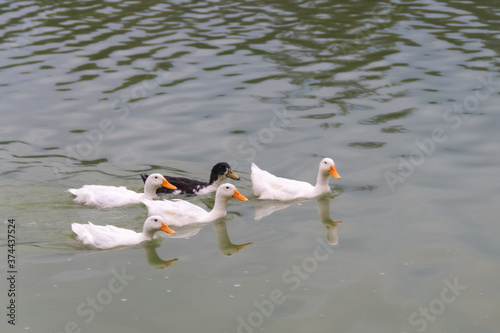 4 white ducks and a black duck swimming in a lake.