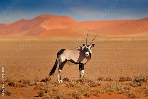 Gemsbok with orange sand dune evening sunset. Gemsbuck, Oryx gazella, large antelope in nature habitat, Sossusvlei, Namibia. Wild animals in the savannah. Animal with big straight antler horn.