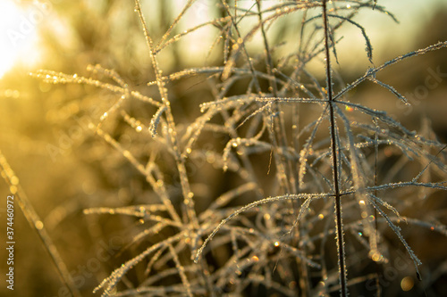 dry grass in the morning
